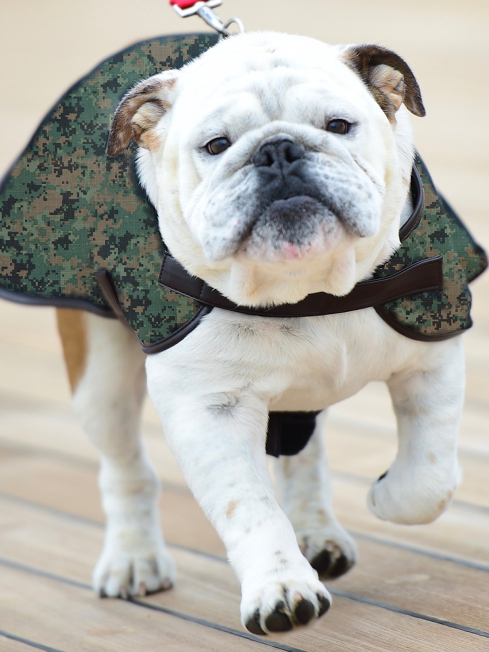 bulldog wearing camo - Bad Dog Bakery