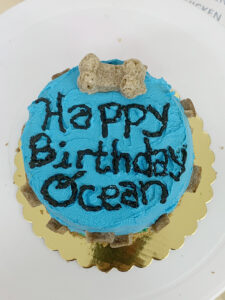 A birthday cake for dogs