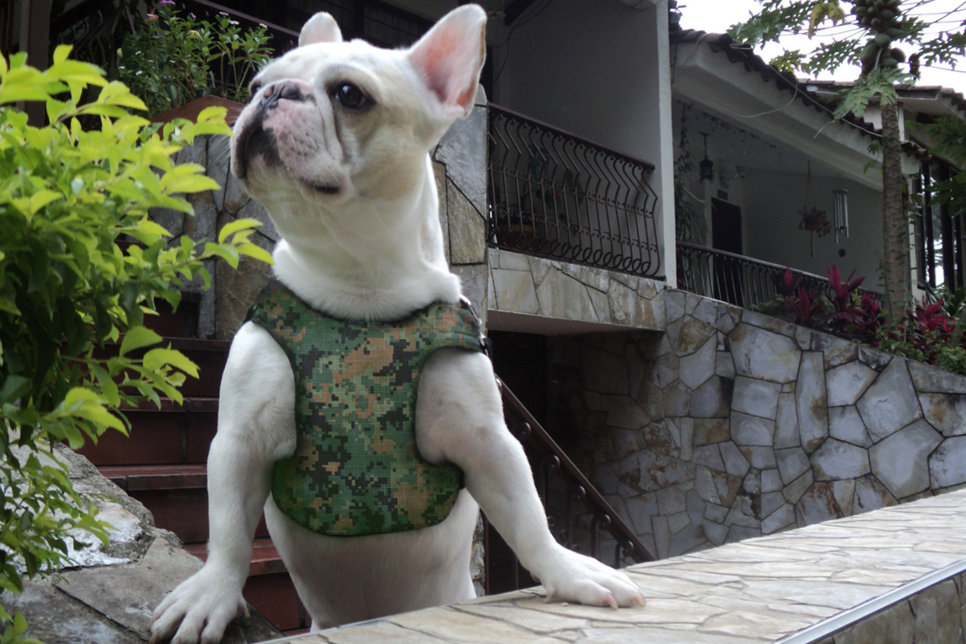 Puppy with camo vest on Bad Dog Bakery home page