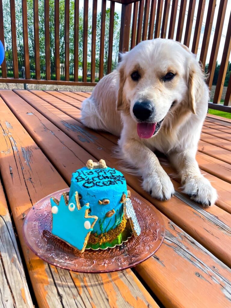 It's your birthday! Client of Bad Dog Bakery takes a moment to enjoy the view before gobbling it up