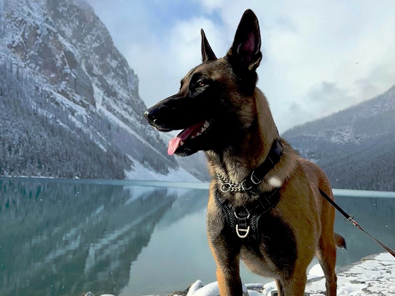 Drago, a Belgian Malinois, has a sentive stomach, and for the past two years, he has been eating Bad Dog Bakery’s treats and his tummy loves them!